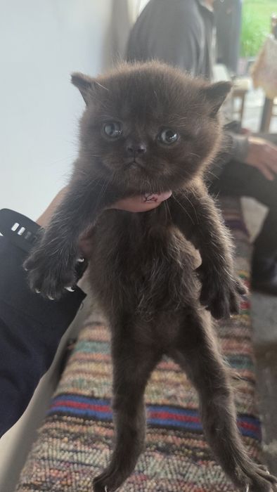 Котки британски късокосмести