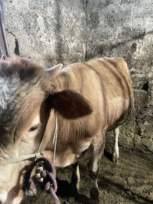 Buqa sotilad srochna