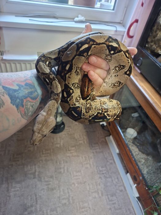 Boa Constrictor Hypo DH 100% vpi Leopard sarpe serpi