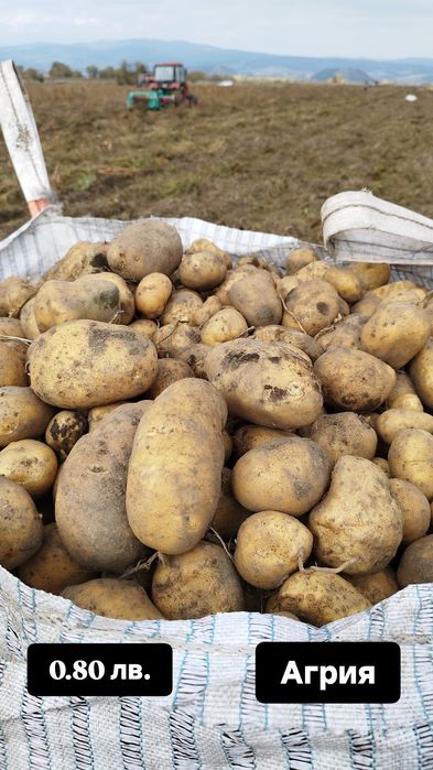 Картофи за консумация