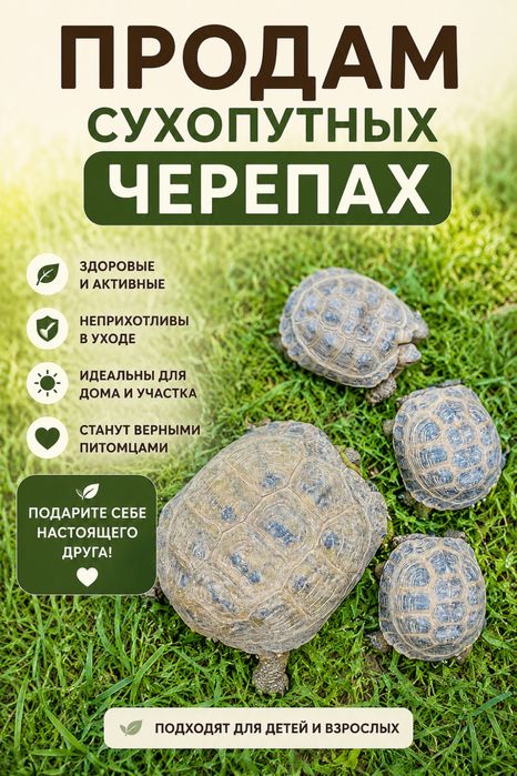 Черепахи сухопутные 3 шт