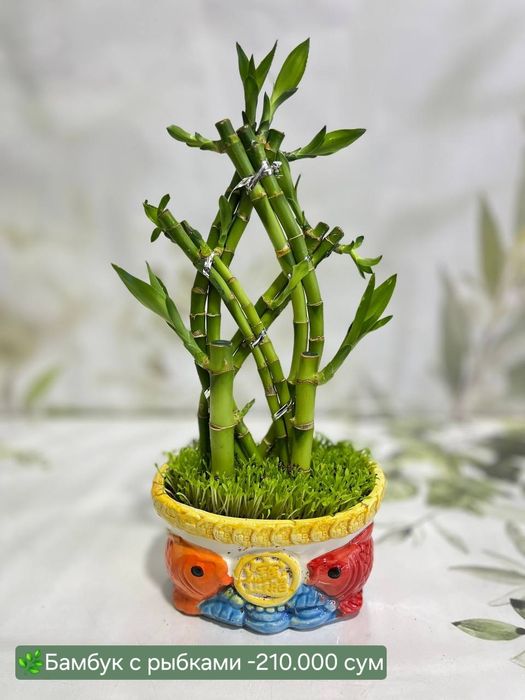 Бамбук, Рускус, Хамедорея и др