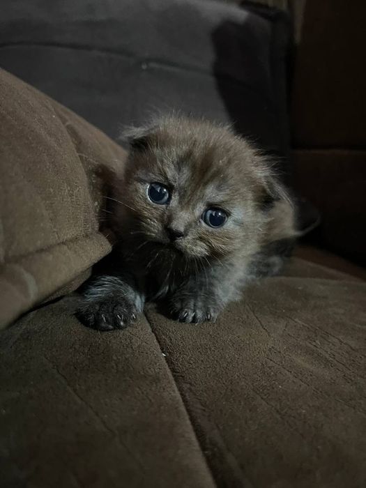 Котят, продали мушуклар