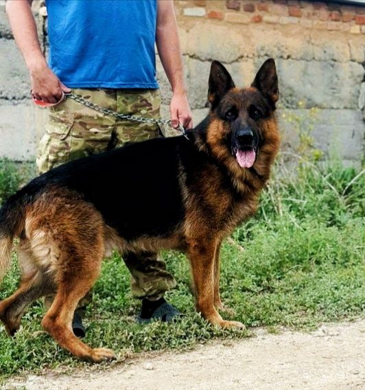 Немецка овчарка щенки