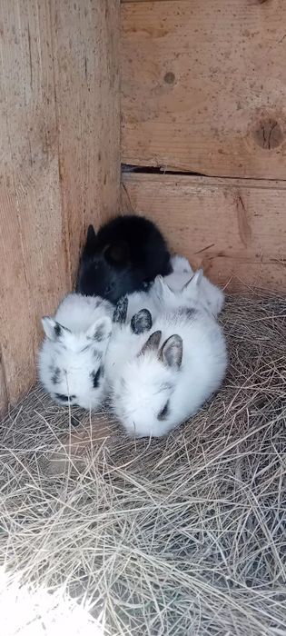 Iepurasi pitici  4 de 3 saptamani