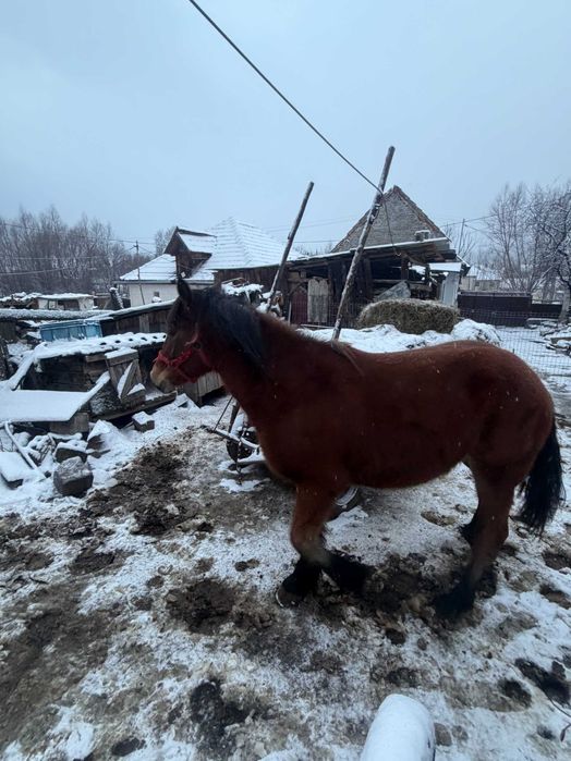 Vând mânză murgă