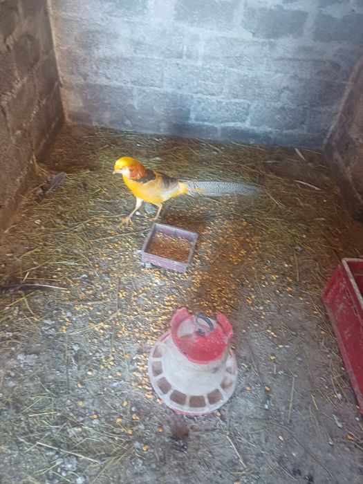 Vând fazani auriu pe galben