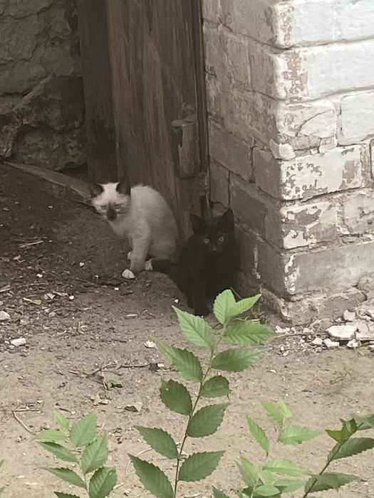 Уличные котята в добрые руки