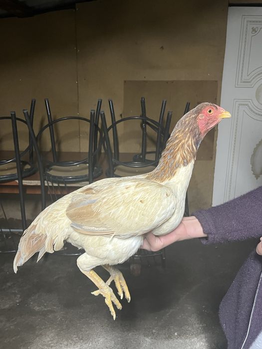 продам курочек.