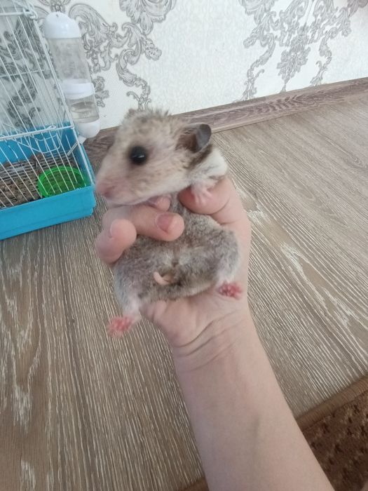 Нету времени на домашнее животное