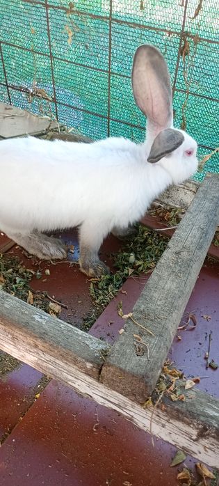 Vând pui uriaș de Transilvania în vârstă de 3 luni