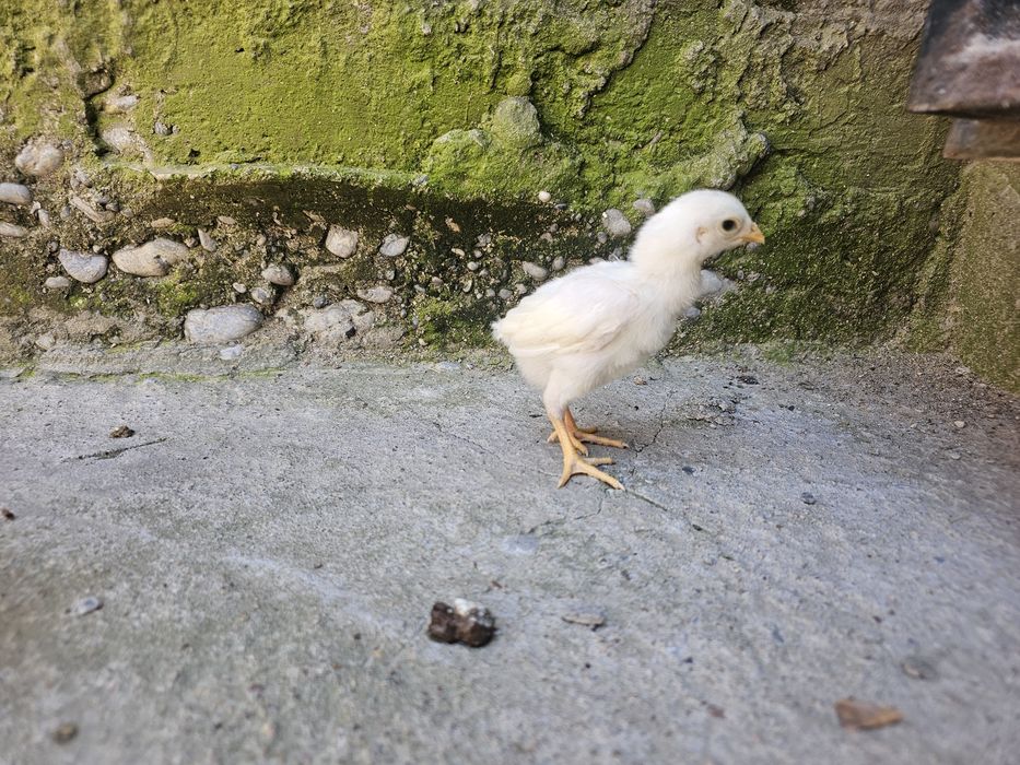 О шамо немец (ақ) балапандары сатылады