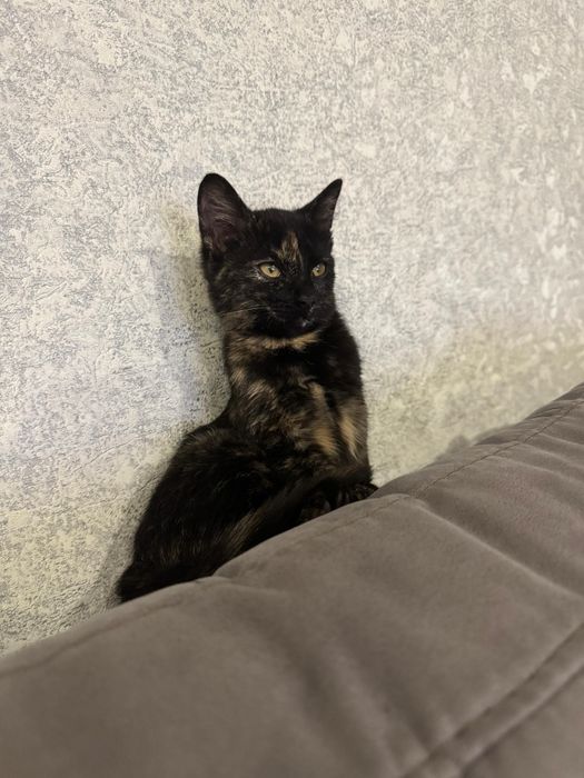 Отдам кошечку в добрые руки