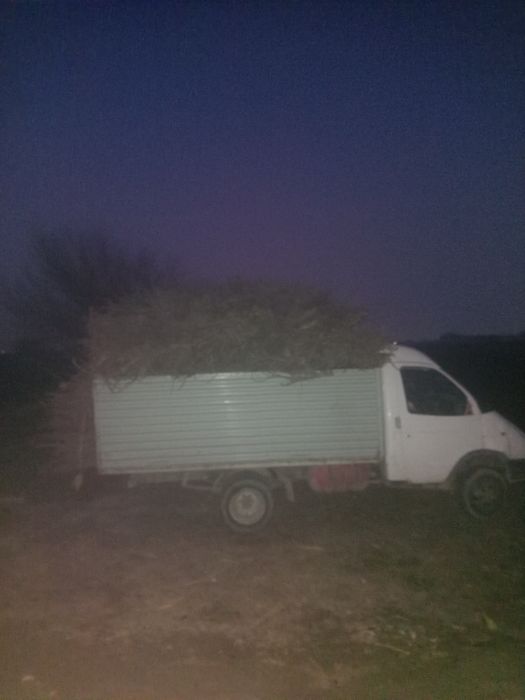 O‘tin sotiladi.  Olma shoxlari. Quruq