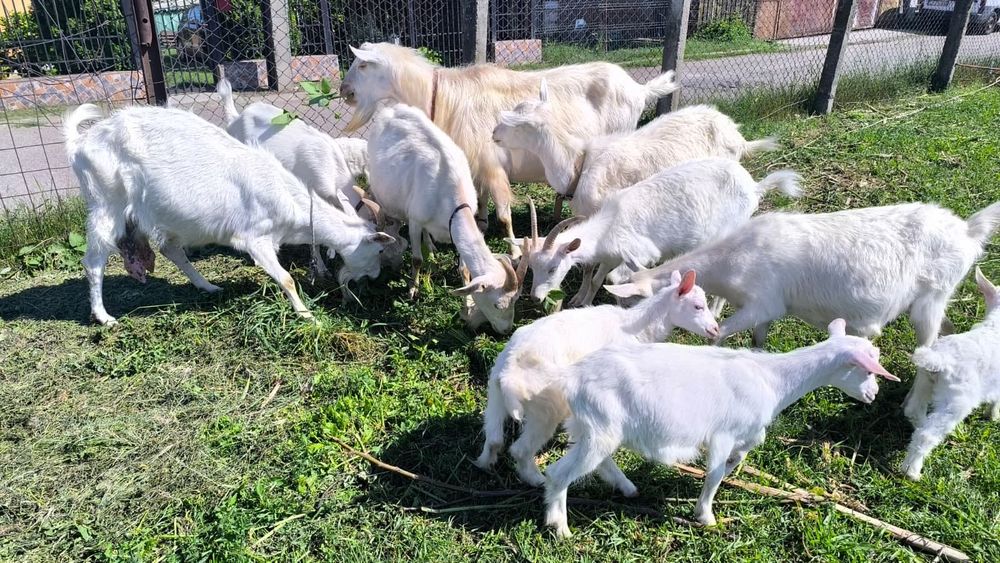 Capre, iezi și țap saneen