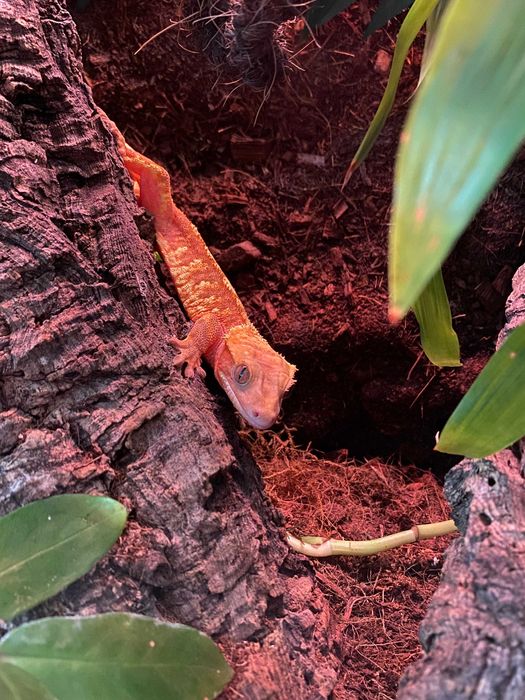 Бебета ресничест гекон (Correlophus ciliatus)