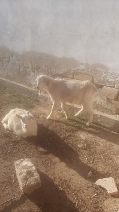 Семіз теке сатылады