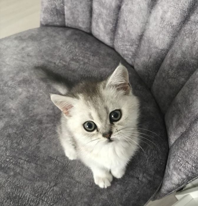 British shorthair chichilla cu pedigree