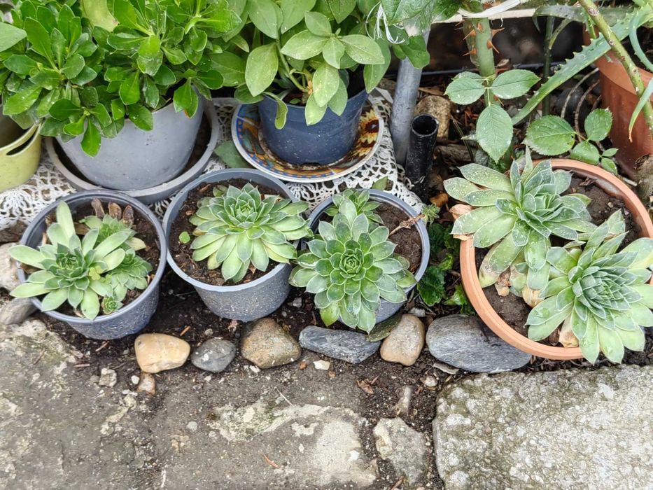 Цветя на половин цена