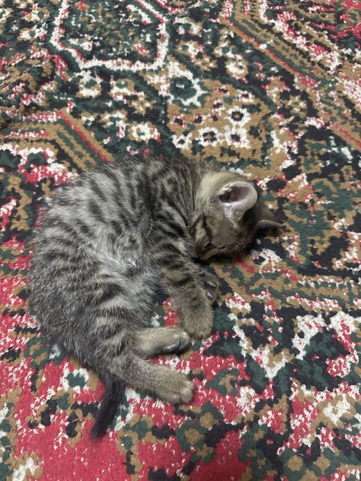 Отдам котенка мальчика