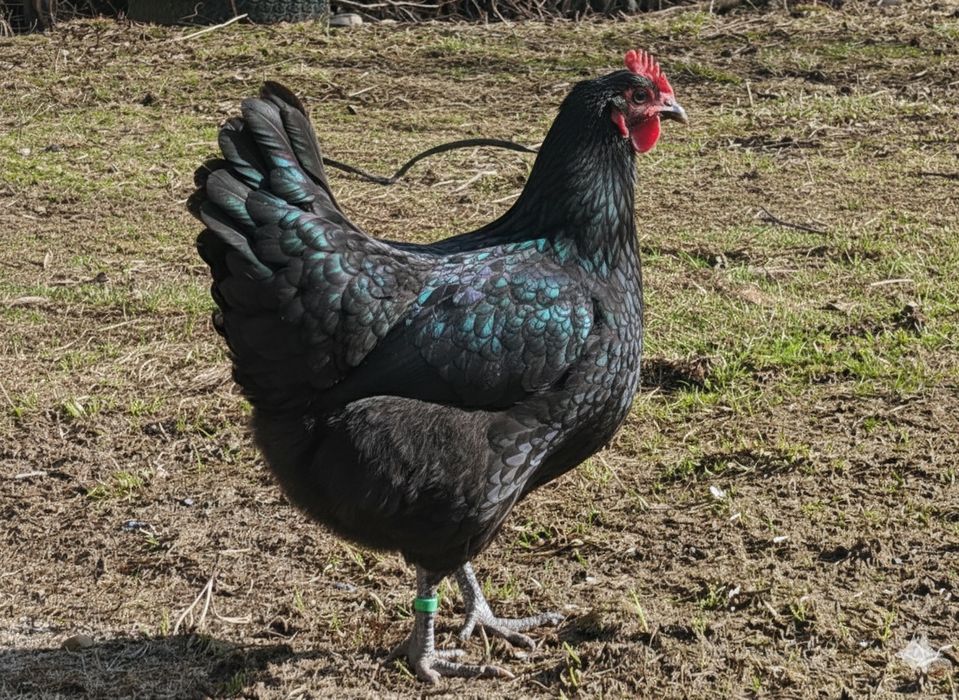 Jersey giant - familii