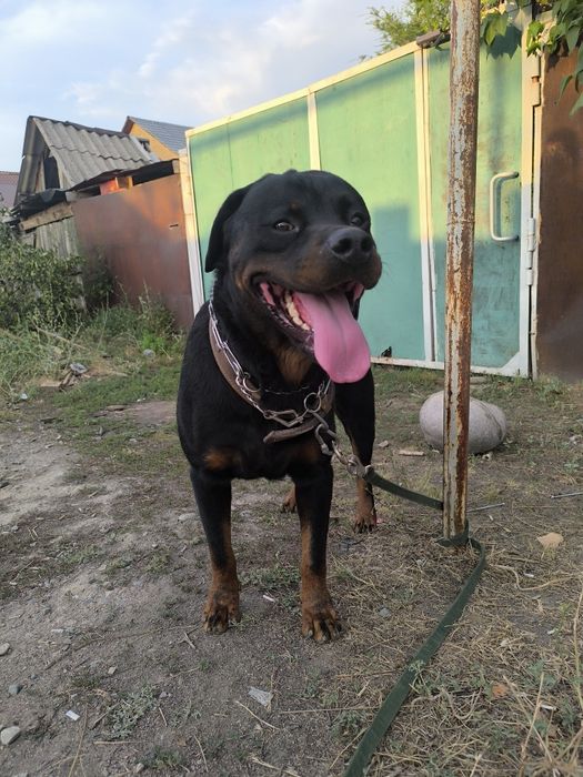 Кабель Ротвейлера вязка