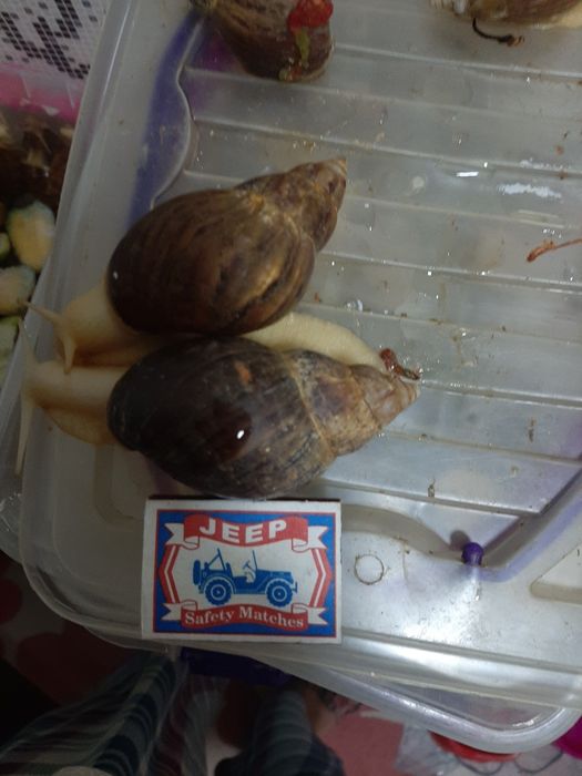 Ulitka sotiladi  6 sm 7 sm