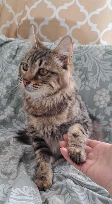 Ласковый котик ищет дом
