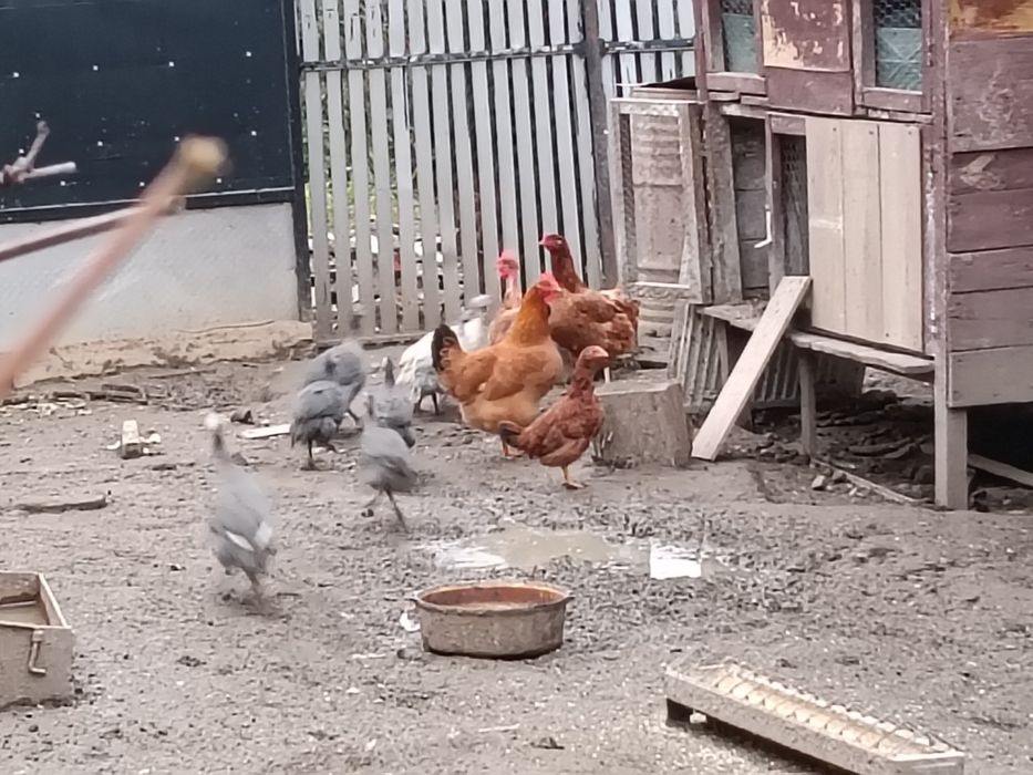 Vând 10 pui bibilica din iulie