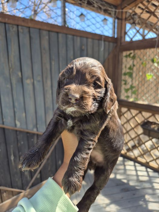 Девочка спаниель шоколад