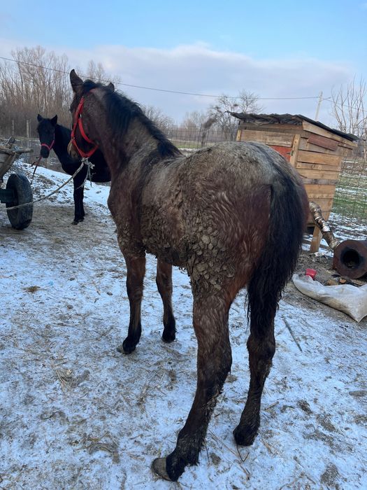 Mânză în vârstă de 4 luni