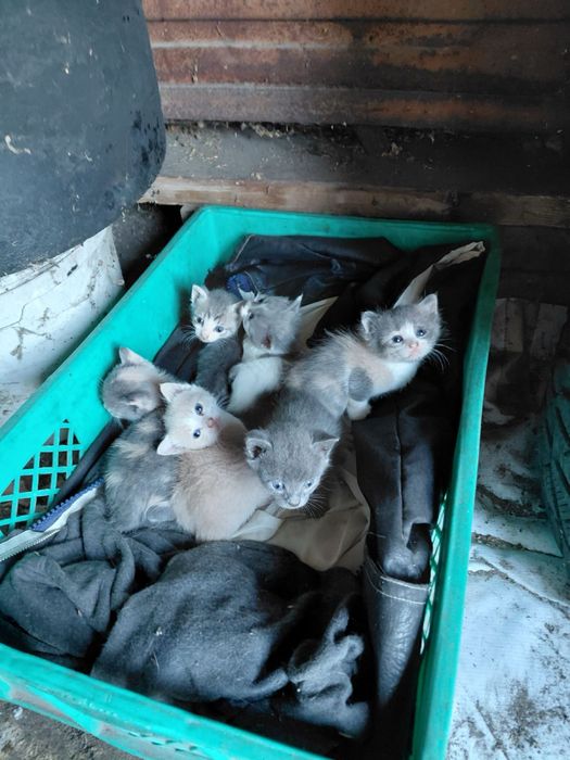 Подарява малки котена