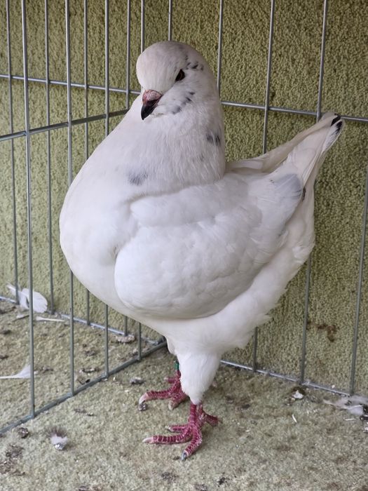 Porumbei King de vanzare