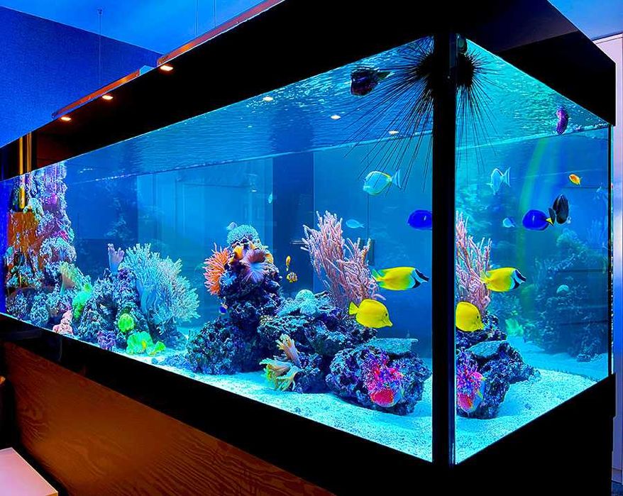ОБСЛУЖИВАНИЕ морских аквариумов AquaStore