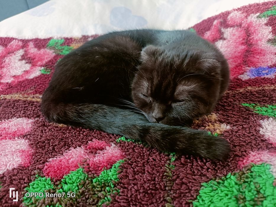 Продам котят от вислоухой кошки