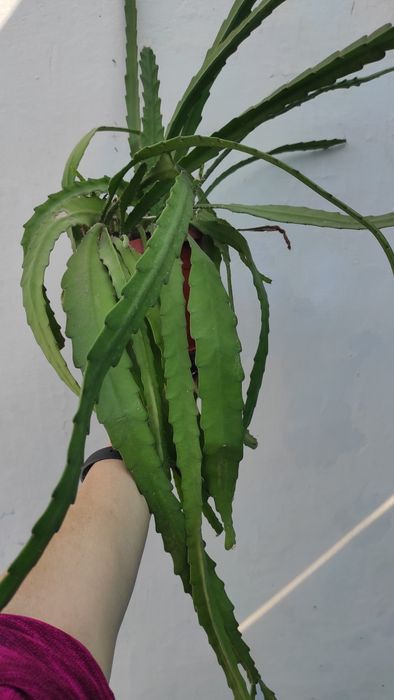 Эпифиллум домашний