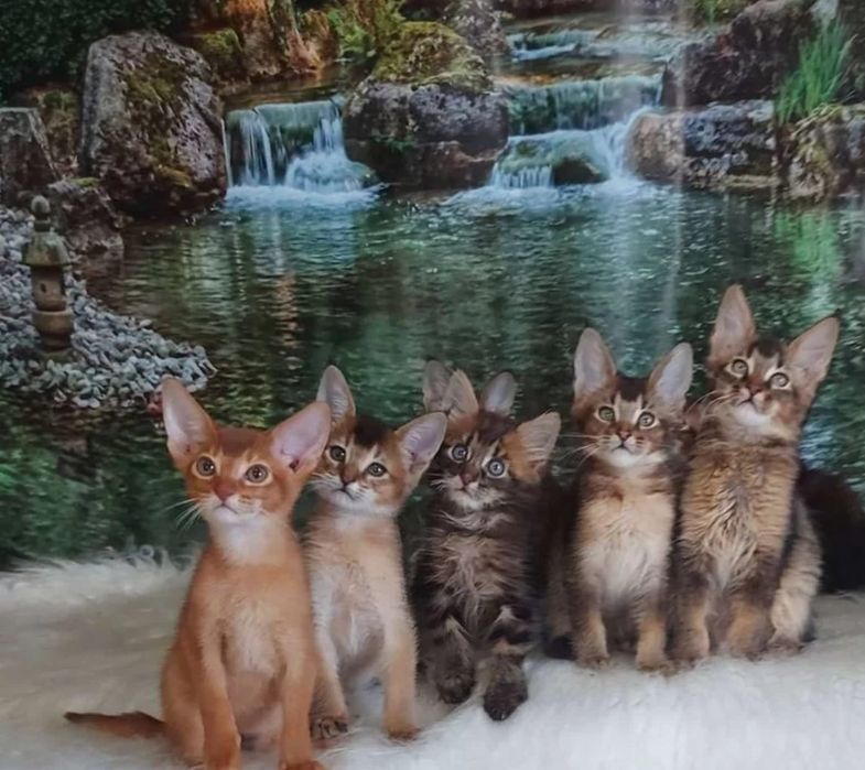 Чаузи и абики. Акция - 50%