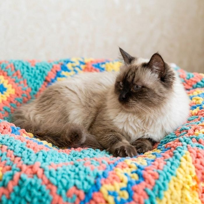 Продаём ​Шикарного  кота  с голубыми глазами.
