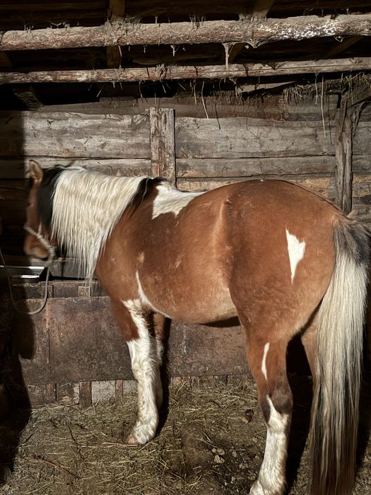 Айғыр сатылады. Продам жеребец