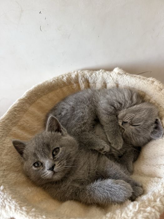 Британски късокосмести котета