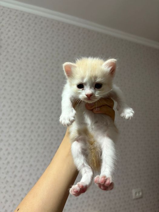 Кошка бесплатно.