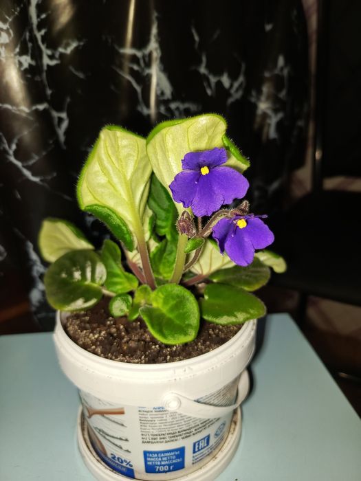 Продам цветок фиалка