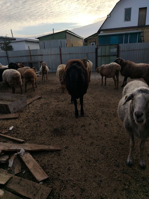 Продам кошкара баран