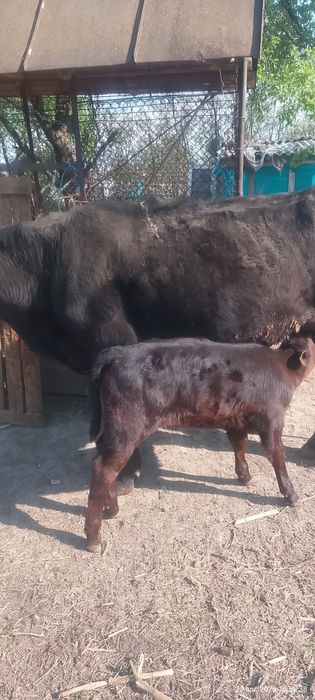 Vaca Angus de vanzare