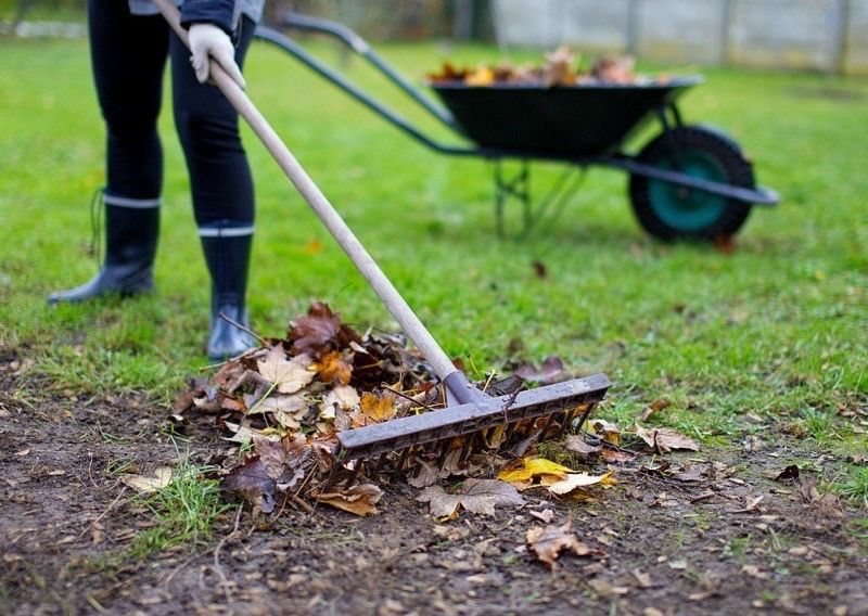 Уборка дачных участков от листвы, сухостоя.