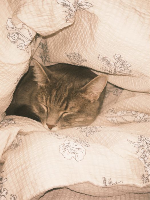 Кошка годик бесплатно