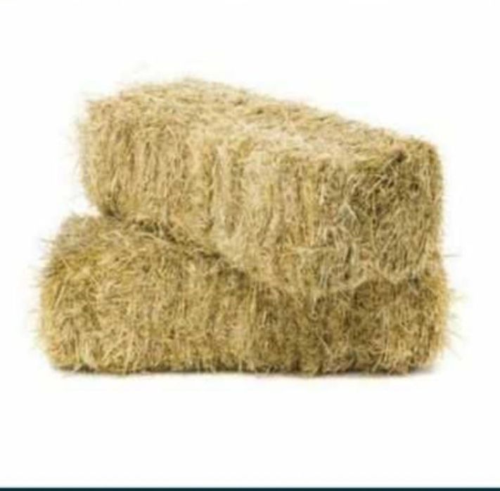 somon bor  bugdoyniki