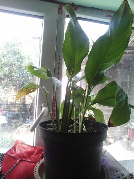 домашние цветы мног видов