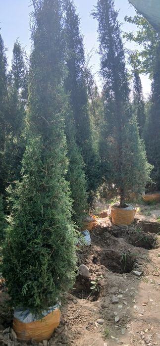 Ko'chatlarimiz bor Toshkent rohat posti oldida