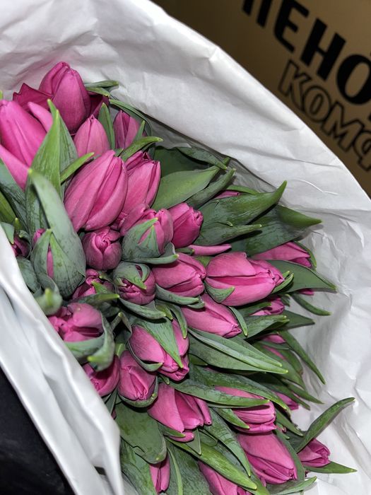 Продам тюльпаны 450 ОПТ